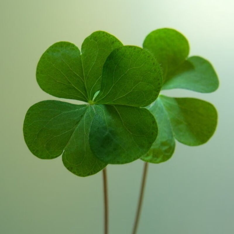 三叶草四叶草种子幸运草植物四季好种易活园林绿化庭院花草坪种籽