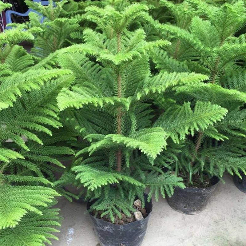 春花妙意 南洋杉盆栽树苗 室内大型盆栽 桌面南洋松小苗 客厅花卉 高