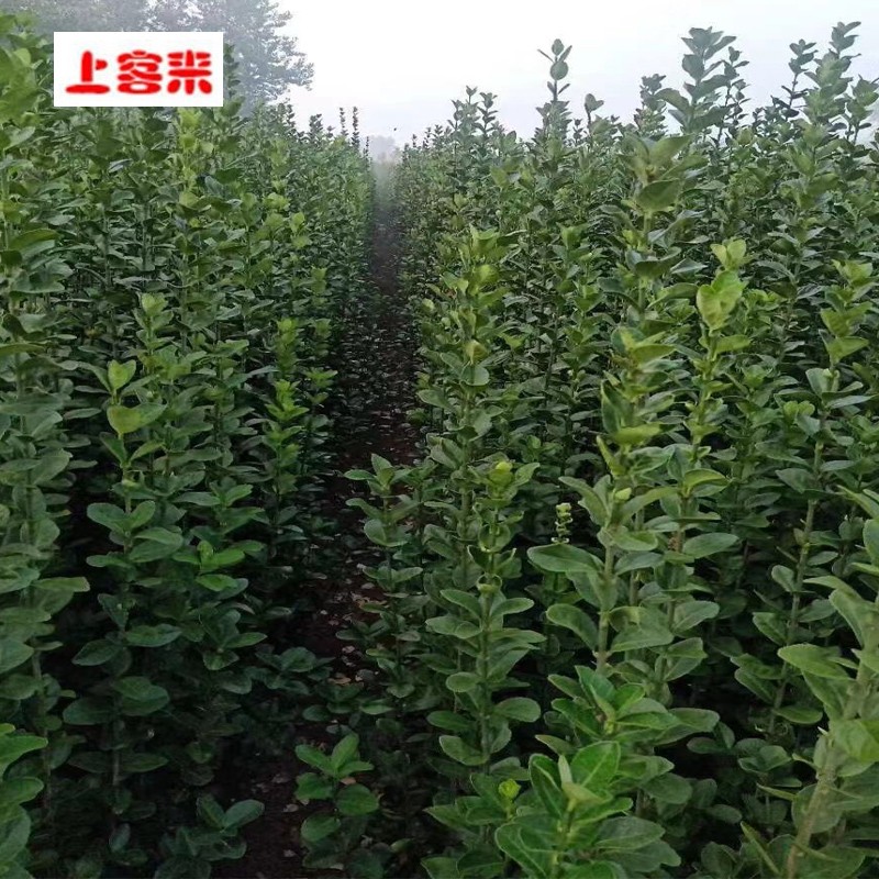 北海道黄杨围墙树苗篱笆墙树苗植物庭院绿化四季常青圆叶冬青树苗绿篱
