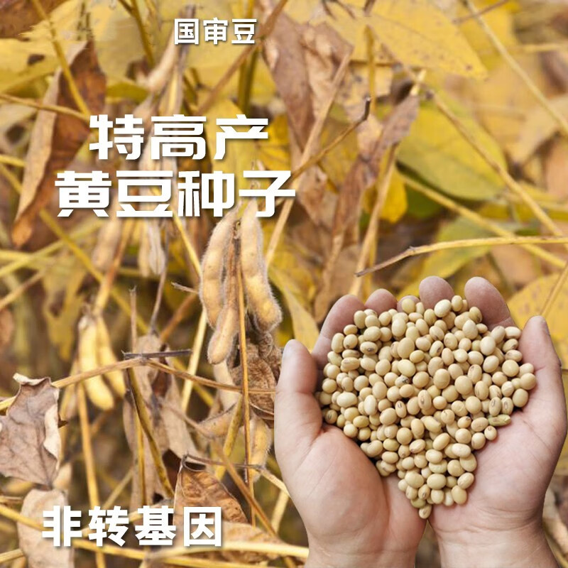 黑脐大豆种籽春夏季大田播农家籽种瑞豆一号 瑞豆一号黄豆种子500克