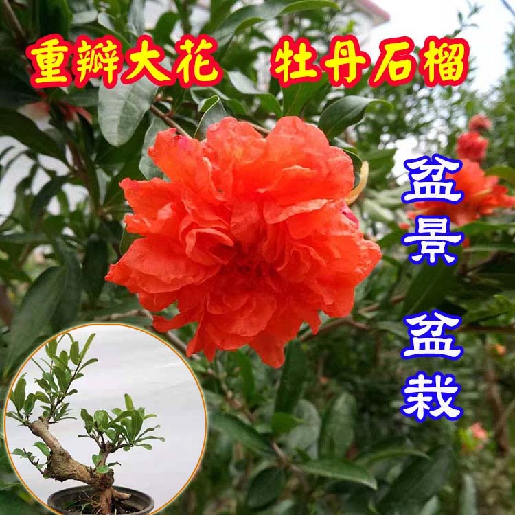 秋颖牡丹石榴盆栽树苗小老桩庭院大花重瓣石榴盆景造型阳台南北方种植