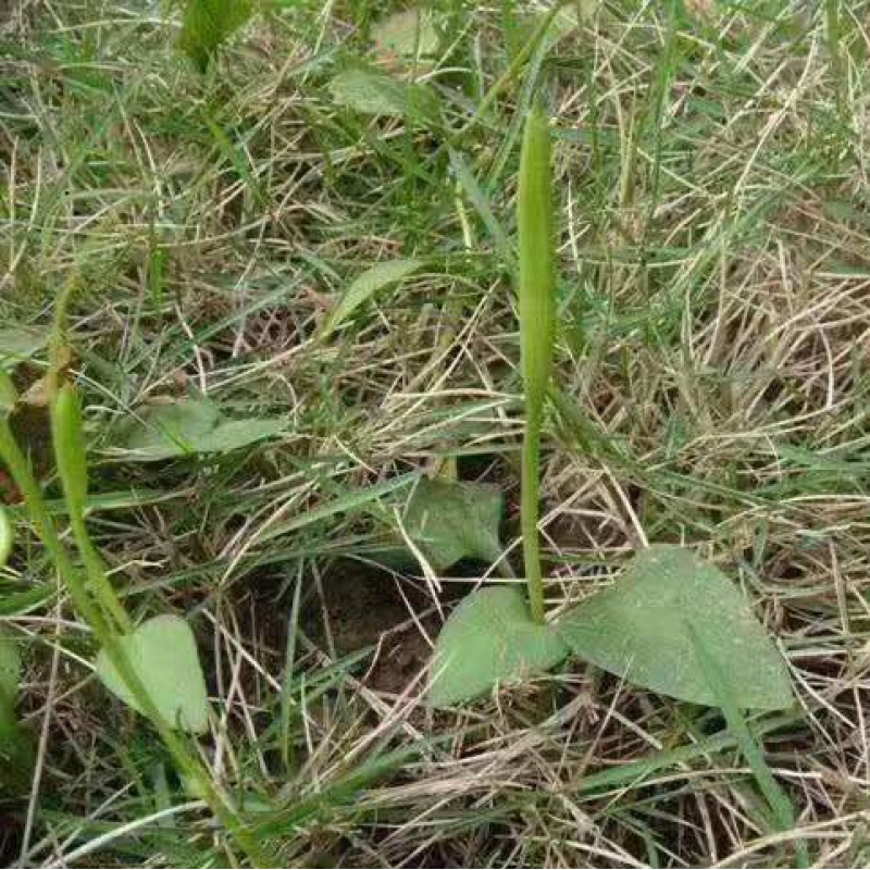 野生中药材带根一支箭500克 蛇须草  蛇咬子 一枝箭 新鲜干货