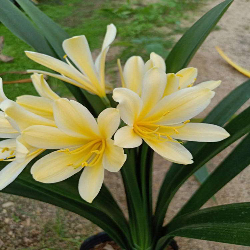 彩兰君子兰佛光短叶圆头和尚金鞍山丝金边鸳鸯兰覆轮兰一物一拍君子兰