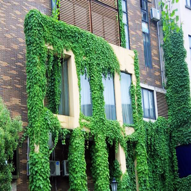 爬藤爬山虎种子四季常青攀援花卉种子户外墙外观叶爬山