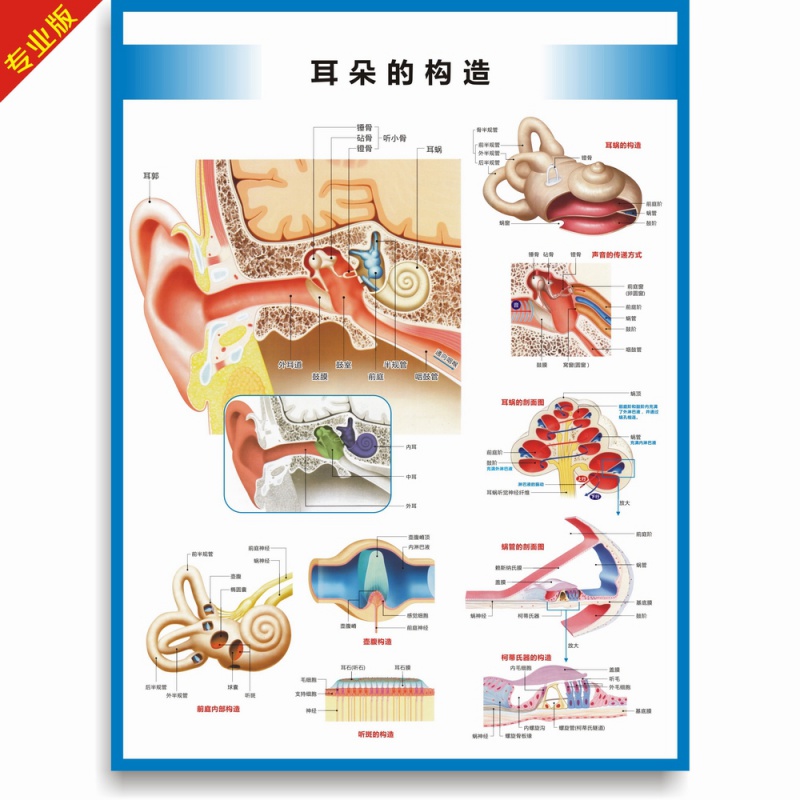 耳朵结构名称图片