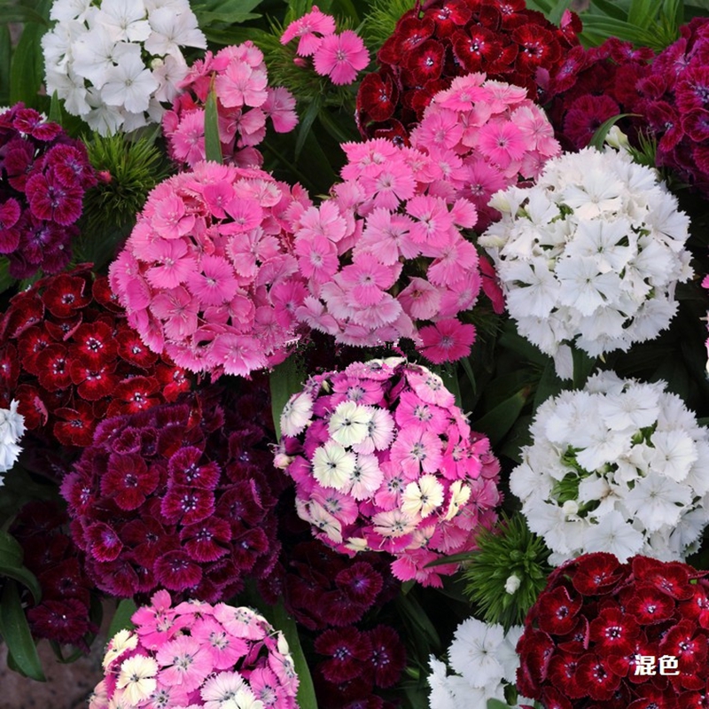 分析花草林木类价格走势|花草林木类价格走势图