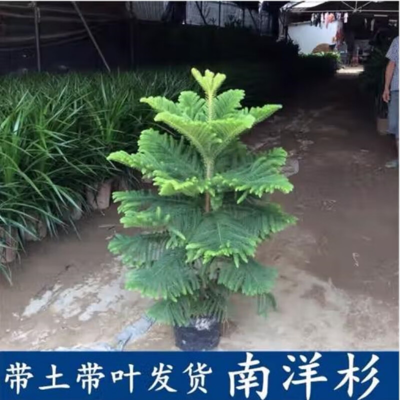意轩南洋松南洋杉澳洲杉树苗圣诞树网红植物花卉盆景绿植盆栽四季常青 南洋杉70-80公分一颗 含盆