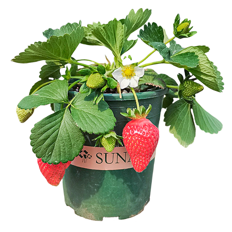 �ٽ��ۡ�����ȯ������ ��ݮ������ԭ�������ɽ�� ����99�������Ͳ�ݮ����̨����  1��-����