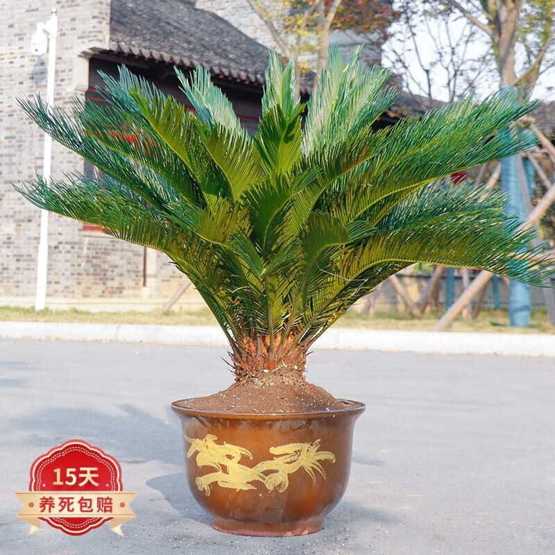 蝴蝶之舞鐵樹綠植盆栽四季常青室內外大型蘇鐵庭院耐寒耐熱盆景花卉好養(yǎng)活 18cm-20cm直徑 鐵樹 不含盆