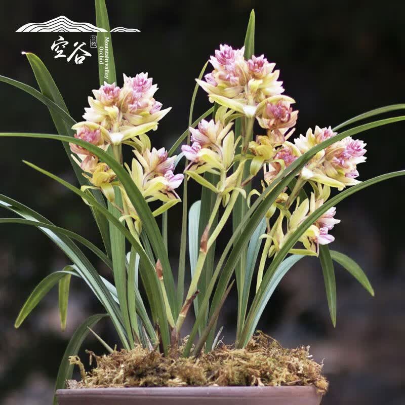 澳颜莱富山奇蝶 七彩玲珑  兰花四季 开花超香 富山奇蝶 1苗新手试养