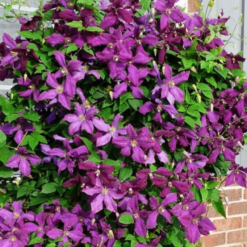 露台拱门爬藤花卉藤本花园庭院阳台观花攀援植物花 波兰精神 带盆栽好