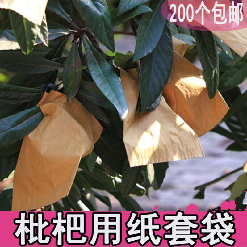 心头肉枇杷套袋专用套袋套枇杷用纸袋防水套袋水果套袋防鸟防虫枇杷
