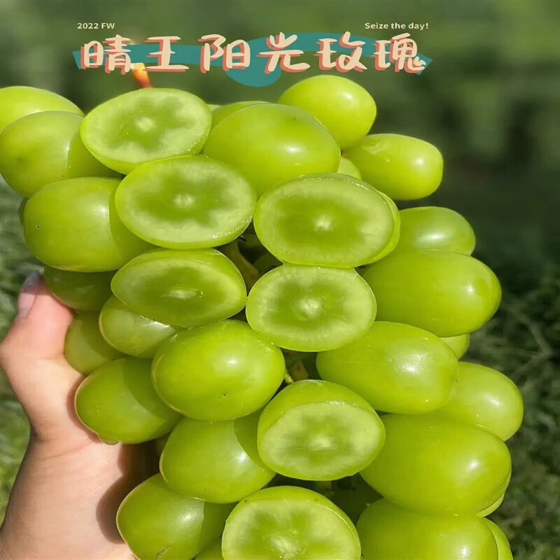 满柚春寒香蜜阳光玫瑰巨峰葡萄夏黑葡萄苗果树苗成都现挖先发 5年老店