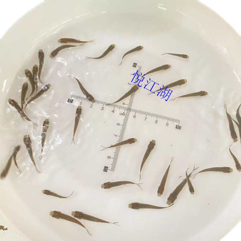 饲料鱼龙鱼草鱼苗喂鱼喂龟食蚊鱼练手鱼淡水鱼苗亲亲鱼饲料活体鱼