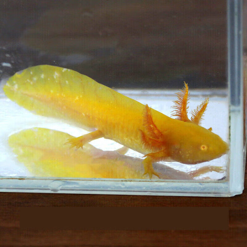 墨一六角恐龙鱼淡水冷水金鱼锦鲤观赏鱼蝾螈霸王鱼龙鱼活体 黄金龙1条