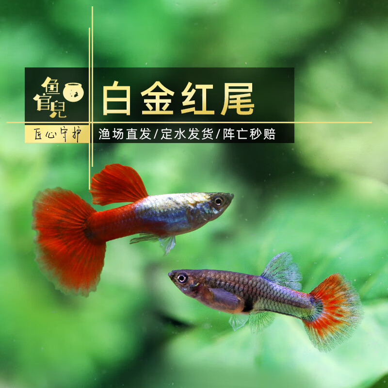 鱼官儿 纯种孔雀鱼活体热带鱼观赏鱼凤尾鱼淡水繁殖孕母孔雀适合新手