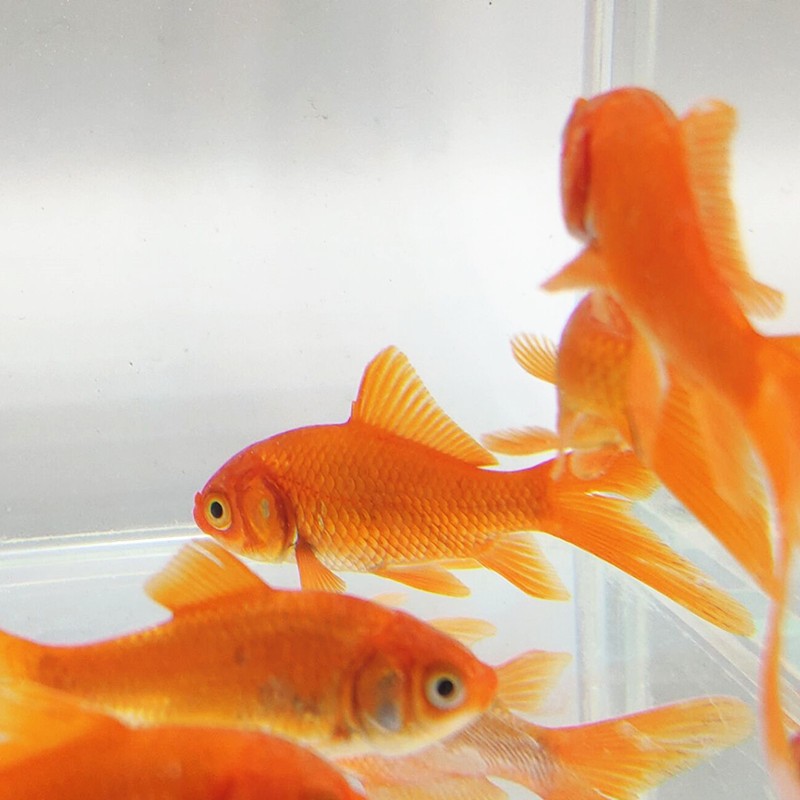 观赏鱼 草金冷水鱼 锦鲤活鱼 小型小金鱼宠物活体鱼 3条红金(11-13cm)