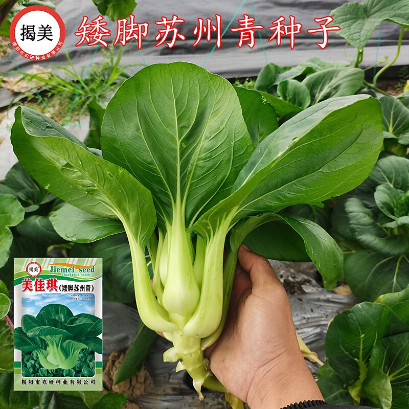 揭美矮脚苏州青种子 上海青大头青油菜 青梗菜阳台田园四季蔬菜种子