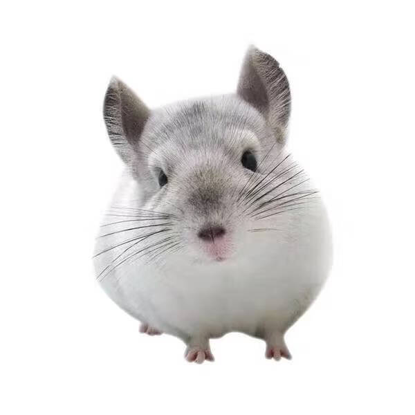 迪士农庄园 dsnzy龙猫活物幼崽家养的龙猫打过疫苗幼崽玩偶小型好养