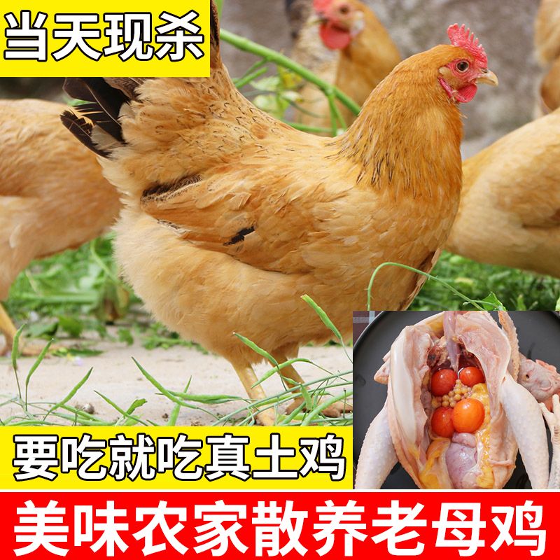 散养土鸡土母鸡放养土鸡农家现杀新鲜笨鸡月子鸡走地鸡草带 一只老母鸡3斤