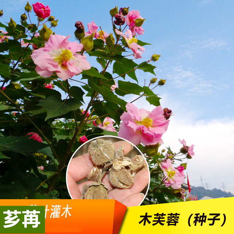 芗苒木芙蓉种子四季多年生花卉芙蓉花拒霜花木莲地芙蓉华木重瓣种籽