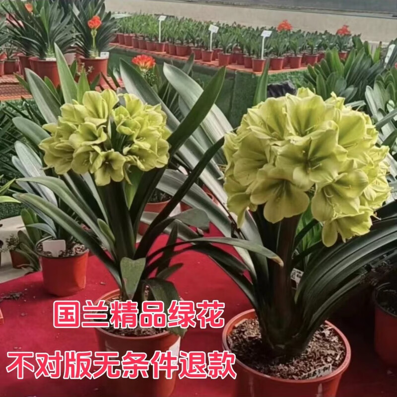 文静花坊花姬 查尔斯绿花君子兰精品苗绿佛手阳台盆栽客厅绿植 查尔斯