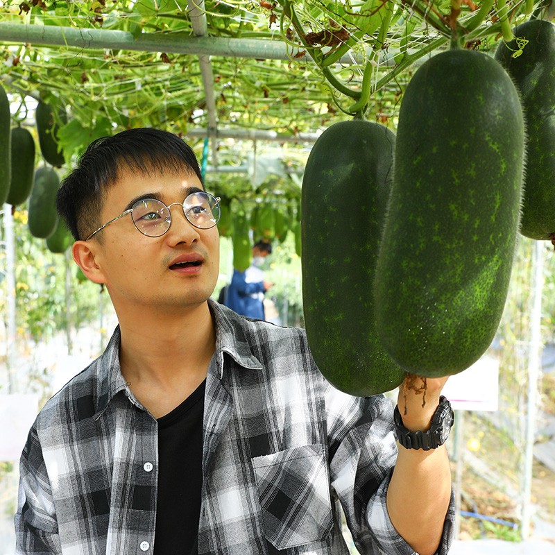 墨蜜水果小冬瓜种子10粒