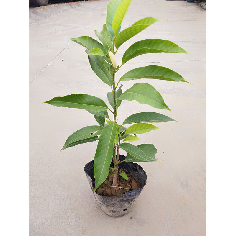 芗苒黄果兰 树苗四季白兰花盆栽植物室内四季黄角兰树苗阳台庭院 白兰