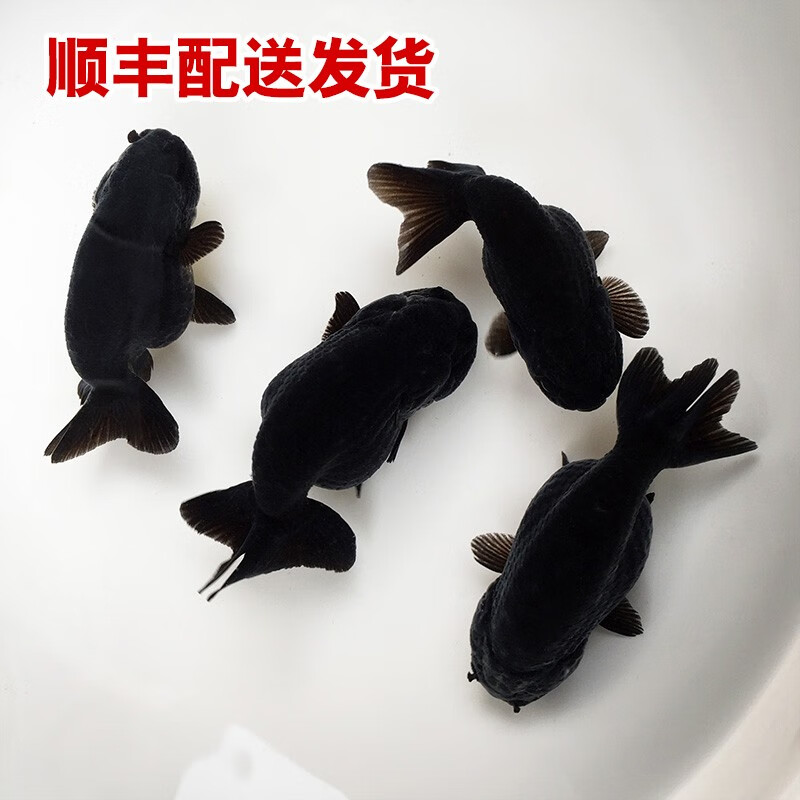 查看水族活体商品历史价格的网站|水族活体价格走势图