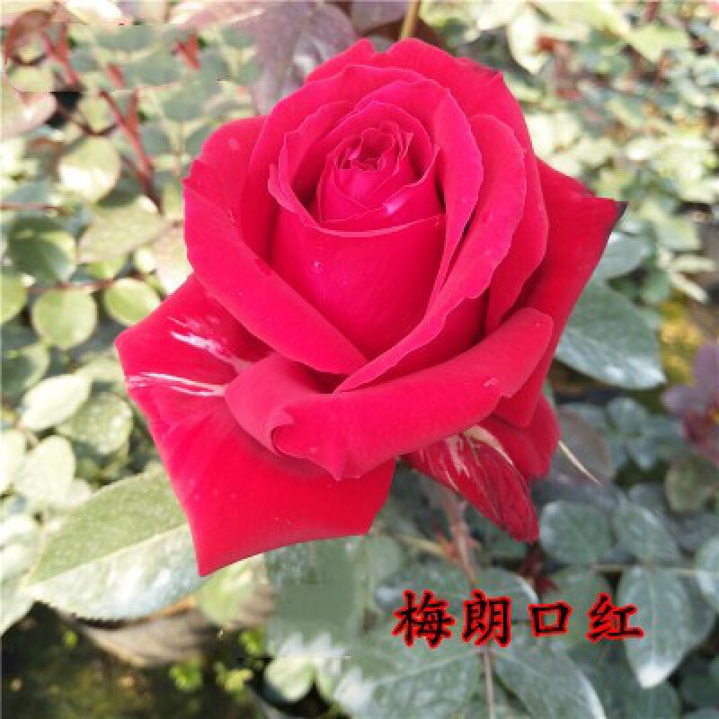 梅朗口红 月季小苗 不含盆
