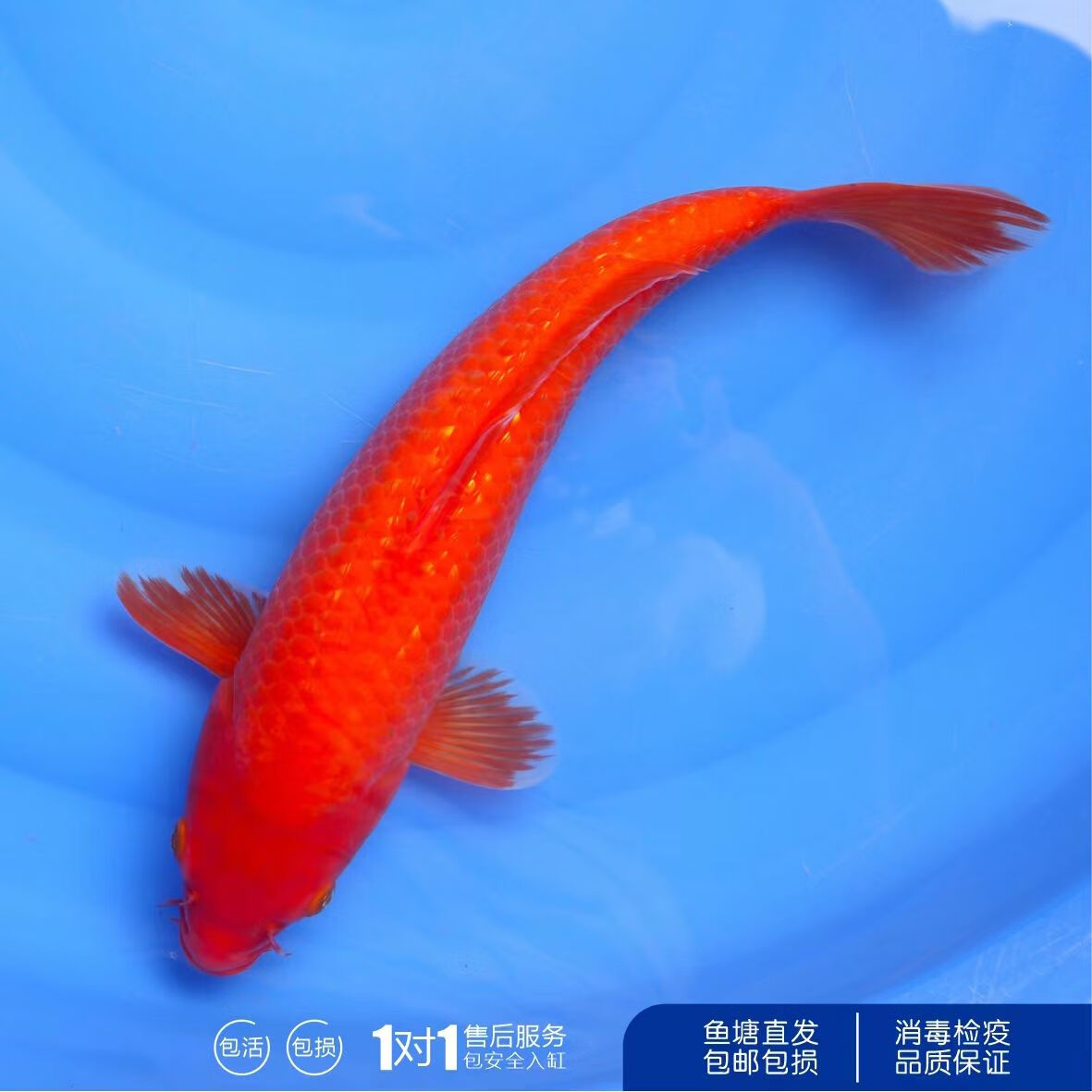 中国红冷水淡水观赏鱼锦鲤鱼活鱼金鱼小型好养红鲤鱼纯种小锦鲤 10-12cm长黑白黄红各一条