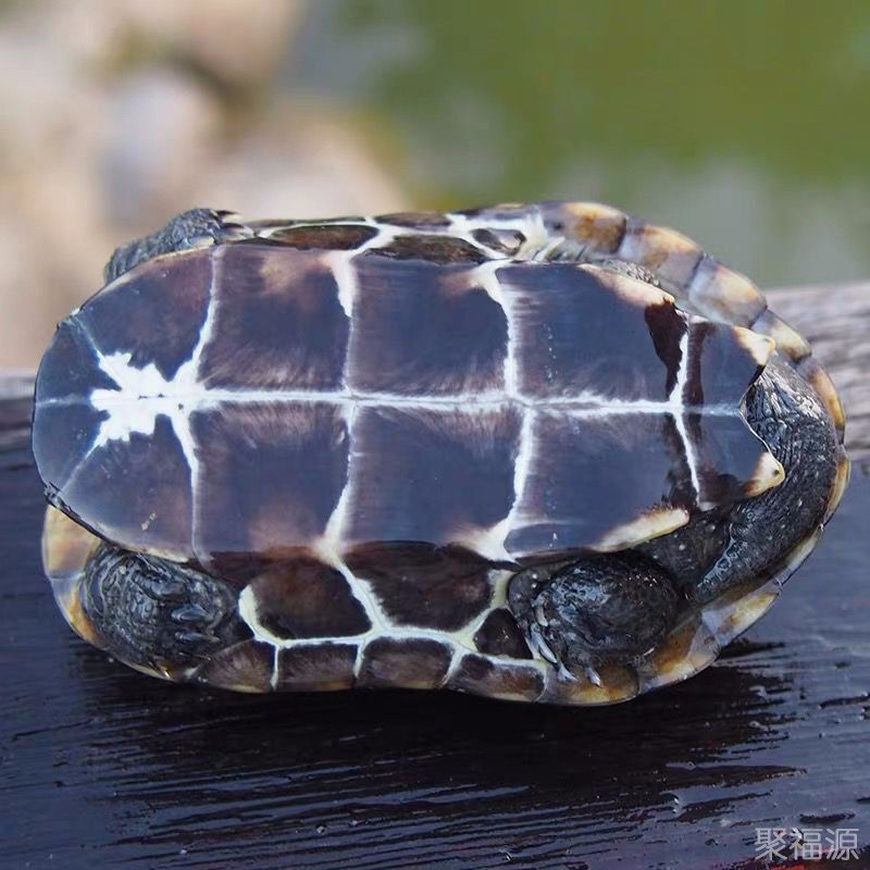 国龟墨龟全黑纯种顶墨特大墨龟苗宠物乌龟水龟中华草公龟异宠御聚源