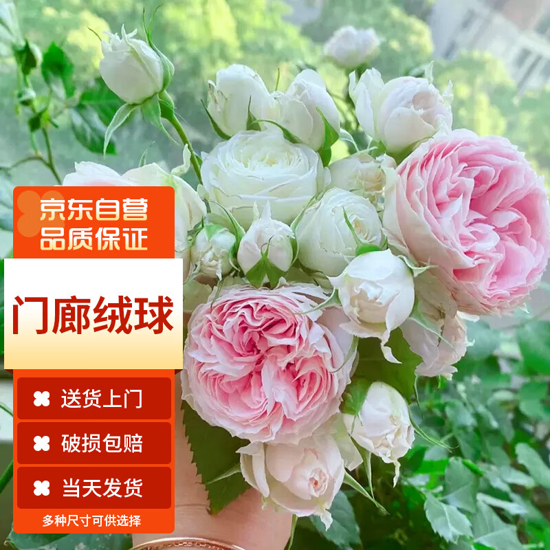 京东花卉商品怎么看历史价格|花卉价格走势图