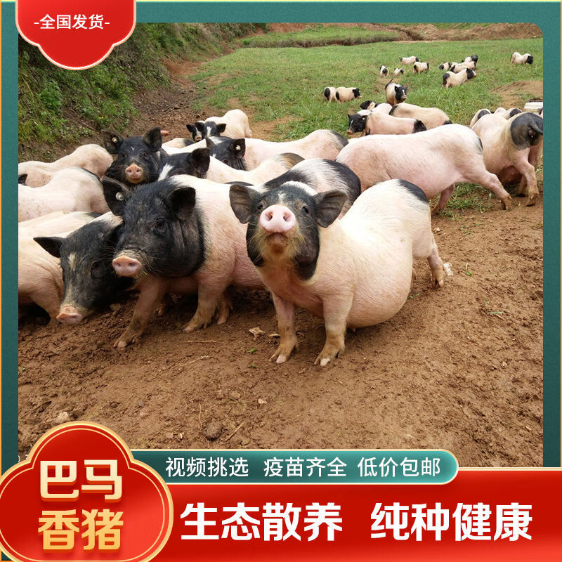 广西巴马香猪活苗幼崽活体小猪崽小香猪怀孕母猪公猪仔种包活 香猪18