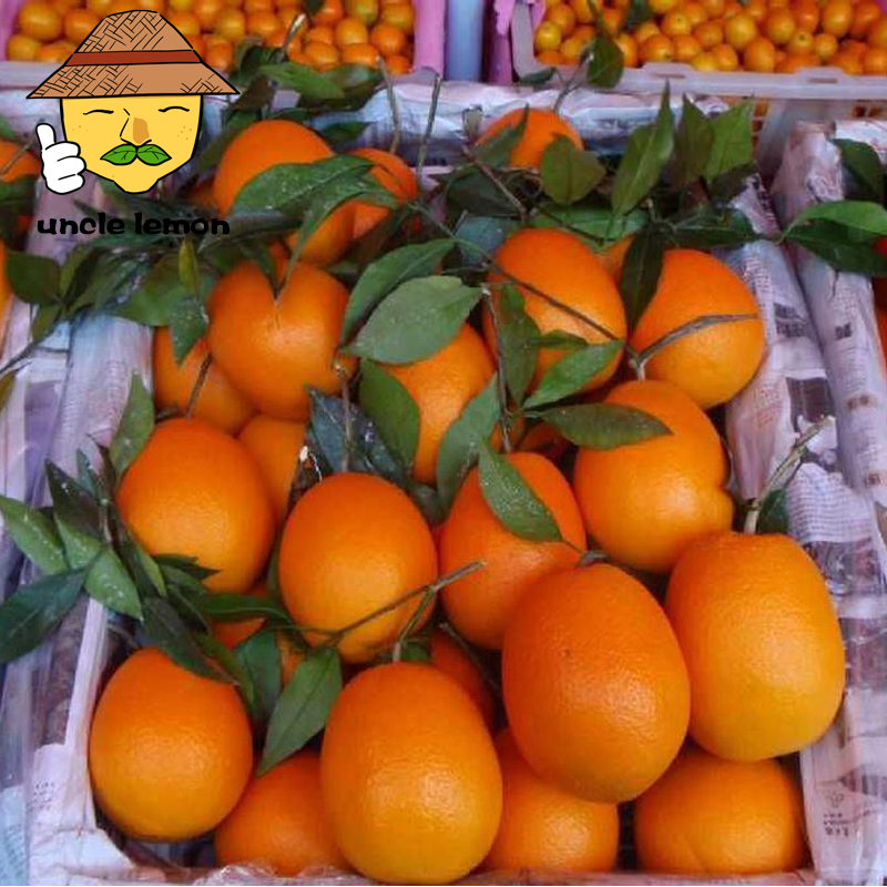 uncle lemon新鲜采摘四川高山脐橙子不打蜡水果手剥甜心橙皮薄多汁 9斤家庭装 大果（果径70MM以上）