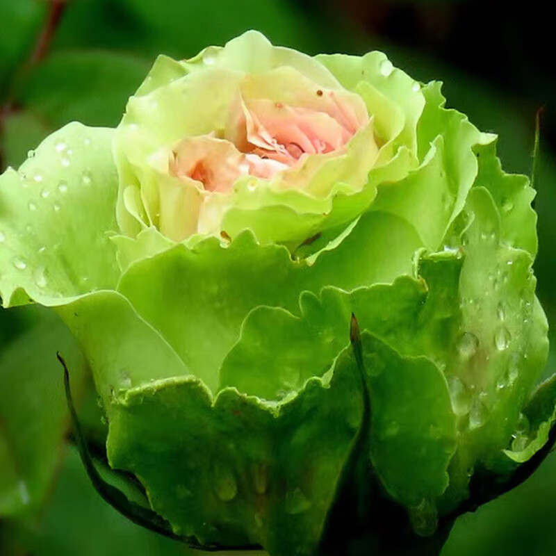 采缇绿星大花月季大苗绿色花朵四季植物阳台别墅花卉玫瑰盆栽庭院地栽