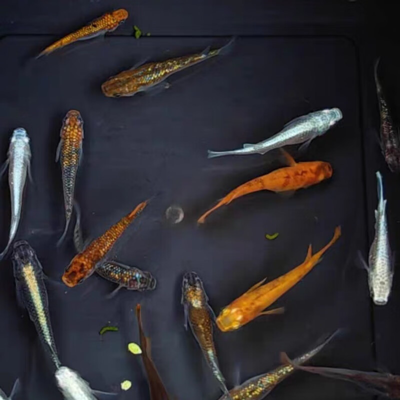 观背青鳉淡水冷水鱼古法养鱼魔法稻田广温鱼耐活易养无需打氧过滤