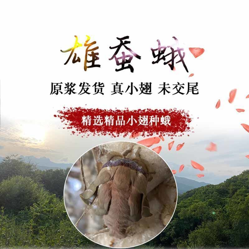 蚕蛾泡酒料养生柞蚕原蚕蛾公蛾滋补品原浆中药材 [10只] [泡酒雄蚕蛾]