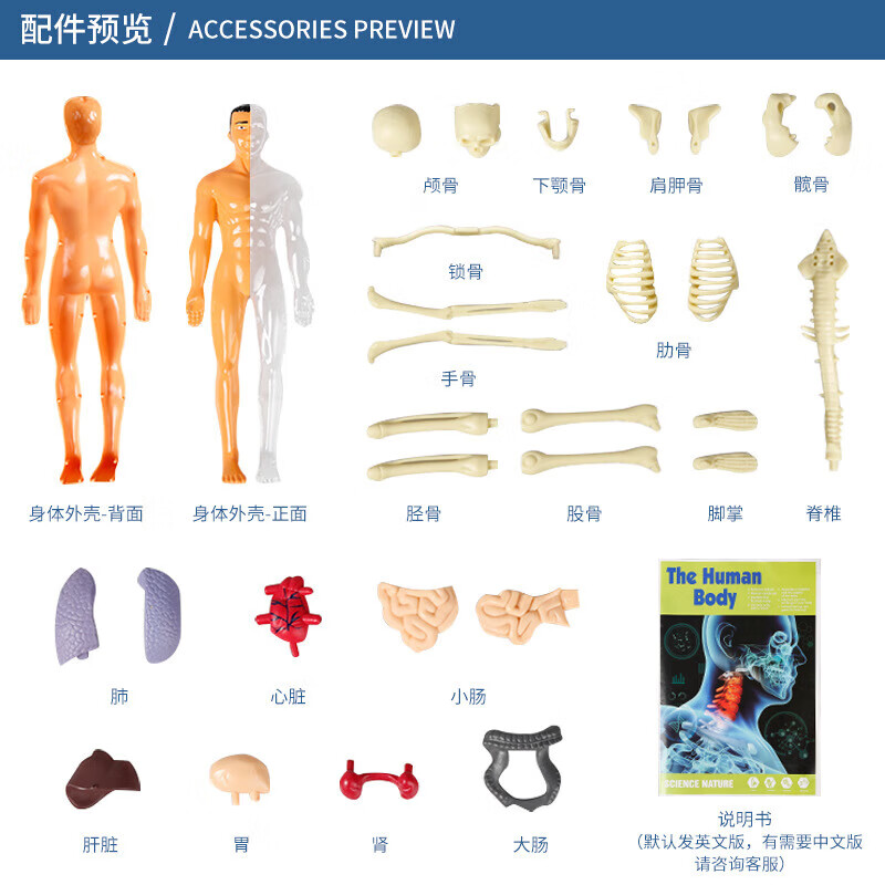 初中生物人体结构骨骼架模型器官脏解剖3d医学可拆卸拼装儿童玩具 透明款-人体模型