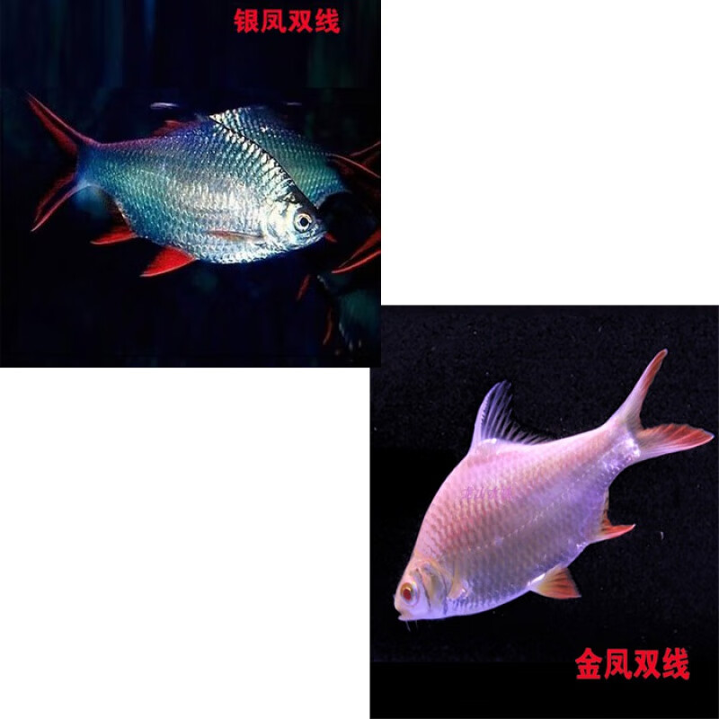 qpzm飞凤鱼观赏鱼直纹泰国元宝鲫短身金凤鱼银凤双侧线龙鱼配鱼热带 8