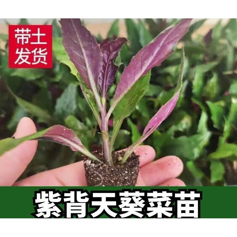紫背菜苗盆栽天葵蔬菜苗救心菜观音菜苗血皮菜苗野生菜园 【长绿】紫
