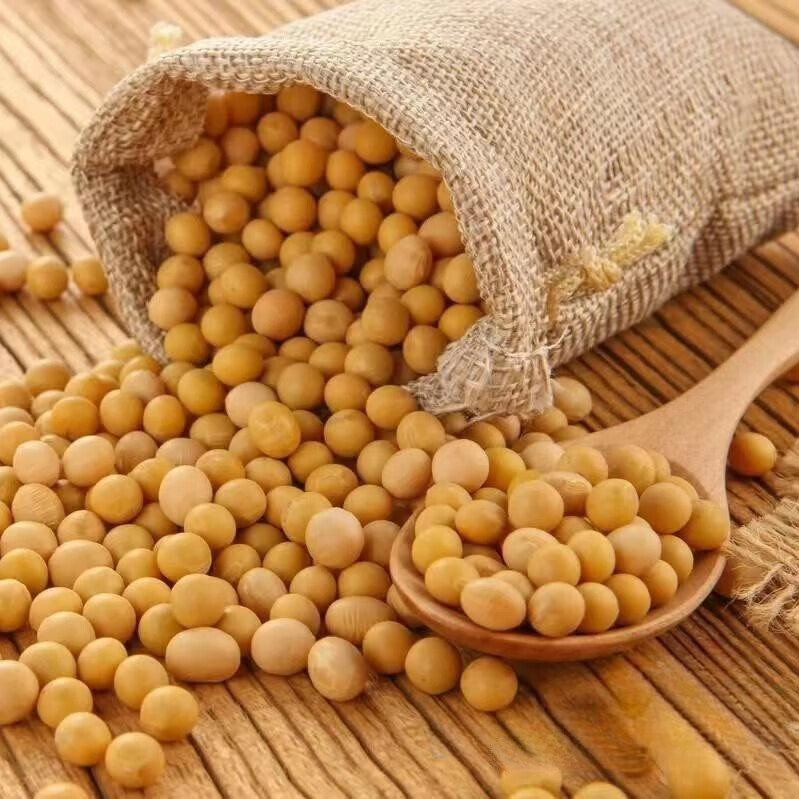 能发豆芽的黄豆散装发黄豆芽专用豆黑龙江生豆牙小黄豆 东北黄豆5斤