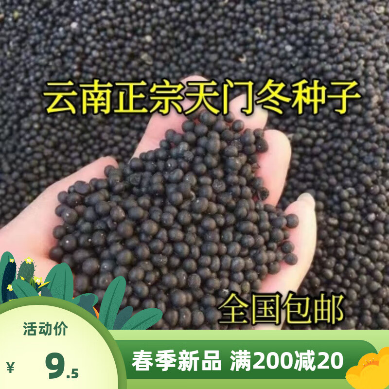 花支蕊正宗天冬种子云南天门冬种子种苗大天冬种籽天冬籽门冬中药材种子 种子半斤