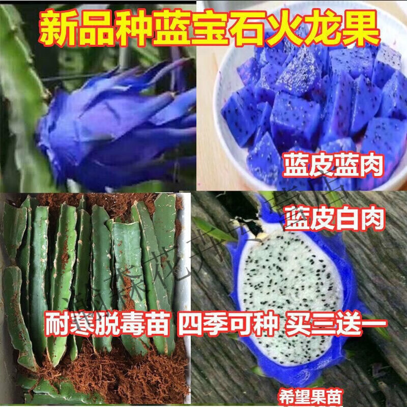 蓝宝石火龙果苗可盆栽地栽蓝肉火龙果苗耐寒南北果树四季当年结果 30