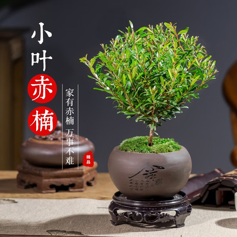 花矢 小叶赤楠盆景植物老桩 办公室微景观花卉绿植 好养四季常青盆栽 赤楠（舍得紫砂盆+苔藓+底托）