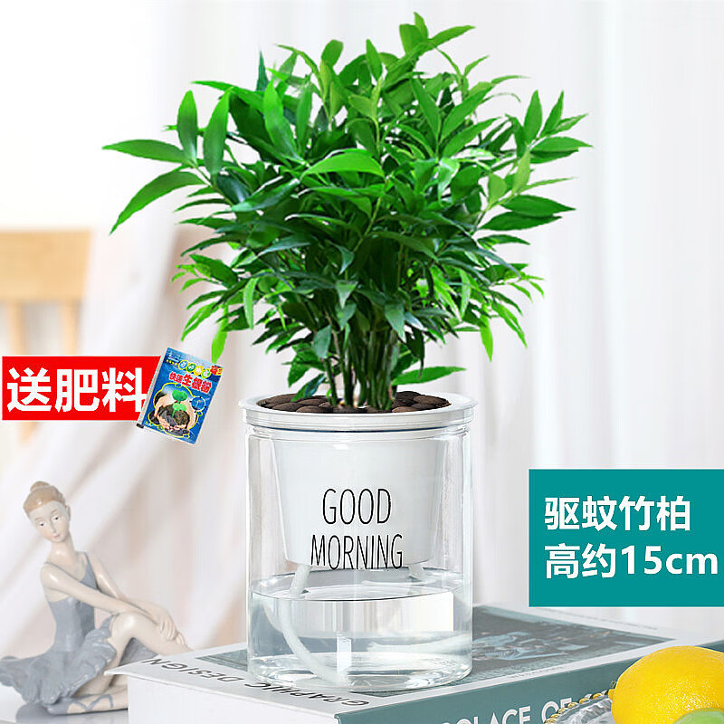 舞姿驱蚊竹柏盆栽驱蚊草水培植物富贵竹花卉室内四季常青绿植水养植物
