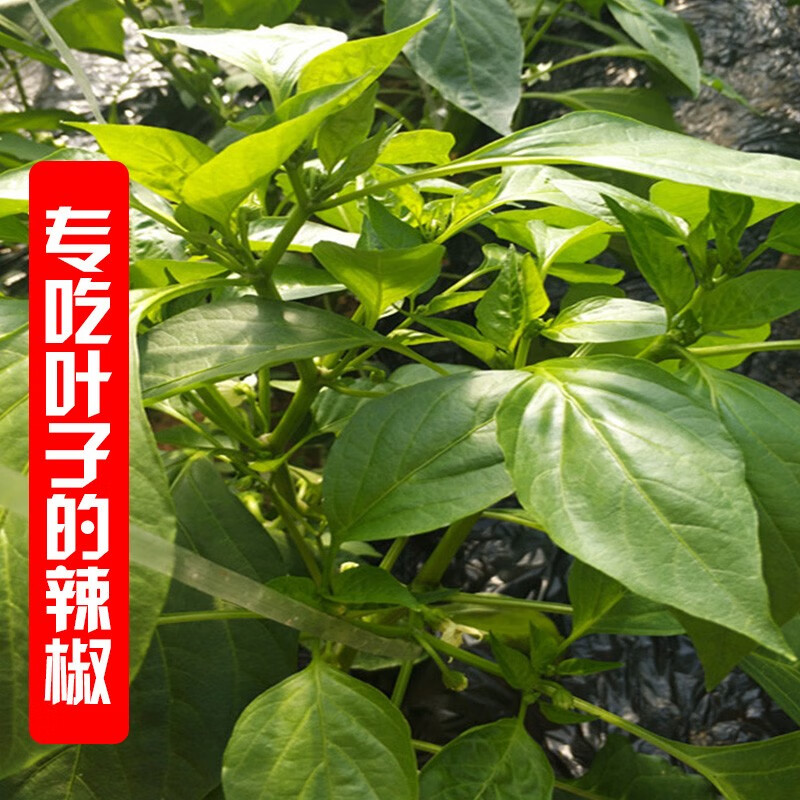 辣椒叶子 尖椒叶 新鲜绿叶菜 现摘蔬菜 5斤