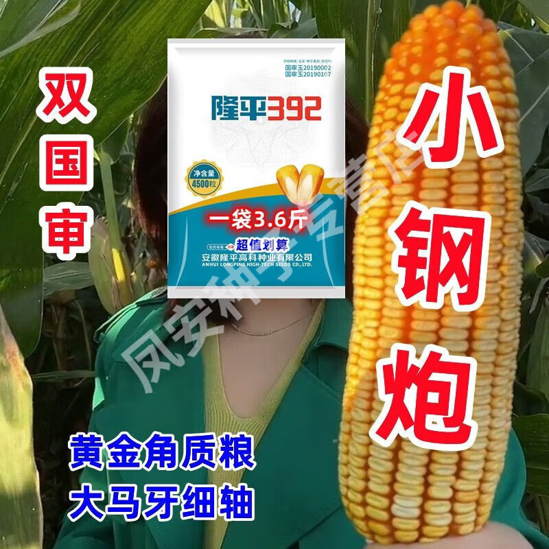 隆平392双胞胎国审玉米种子批发矮杆大棒抗病抗旱