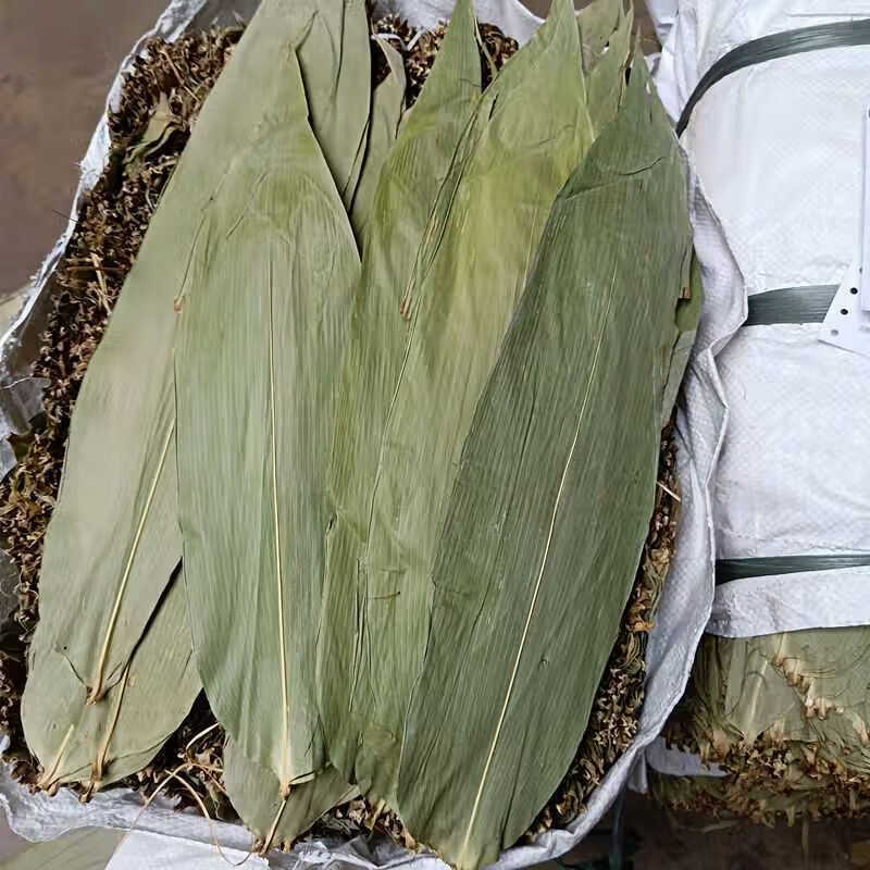 鹿色粽叶新鲜干粽子叶大号粽粑叶竹叶包粽子的叶子棕叶竹非芦苇叶