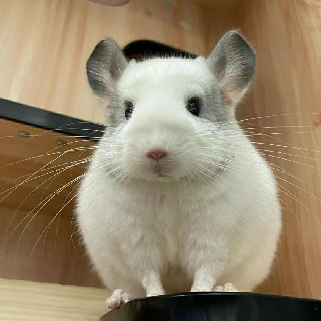 龙猫活物幼崽宠物活体冷门家养宠物可爱异宠长不大小宠物学生手养